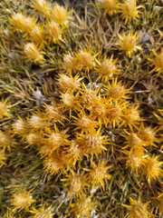 Chuquiraga aurea