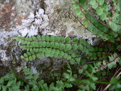 Asplenium trichomanes trichomanes