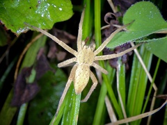Dolomedes sulfureus