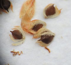 Schoenoplectus subulatus