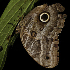 Caligo illioneus