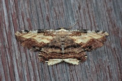 Lytrosis