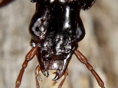 Pristosia