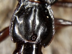 Pristosia