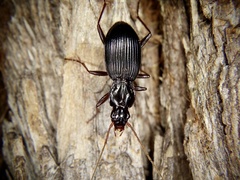 Pristosia