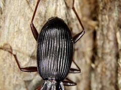 Pristosia