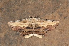 Lytrosis