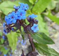 Microula sikkimensis