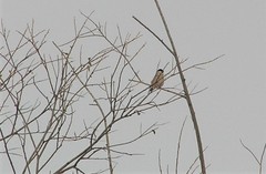 Pyrrhula pyrrhula cassinii