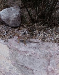 Crotaphytus nebrius