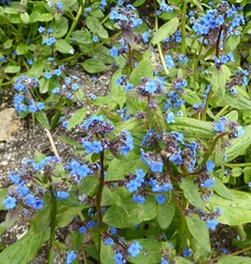 Microula sikkimensis