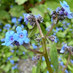 Microula sikkimensis