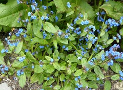 Microula sikkimensis