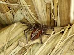 Philodromus auricomus