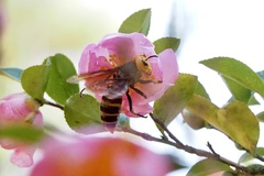 Vespa mandarinia japonica