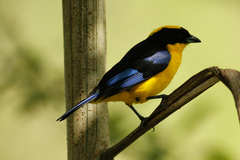 Anisognathus somptuosus