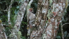 Colaptes auratus mexicanoides