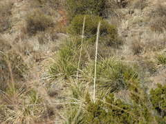 Dasylirion leiophyllum