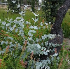 Eucalyptus conspicua