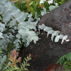 Eucalyptus conspicua