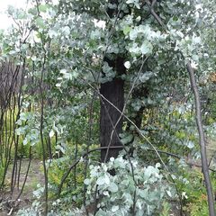 Eucalyptus conspicua