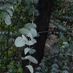 Eucalyptus conspicua