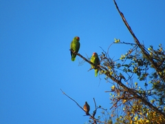 Amazona autumnalis