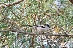 Aegithalos caudatus trivirgatus