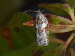 Acleris maculidorsana
