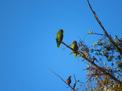Amazona autumnalis