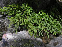 Asplenium × alternifolium