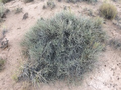 Ephedra torreyana