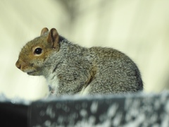 Sciurus carolinensis