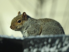 Sciurus carolinensis