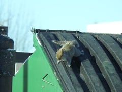 Sciurus carolinensis