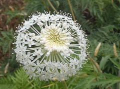 Trachymene composita composita