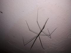 Carphoproscopia lancea