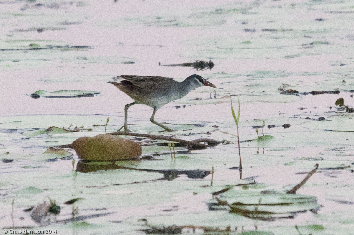 White-browed Crake