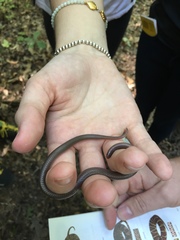 Carphophis amoenus amoenus