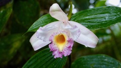 Sobralia ecuadorana