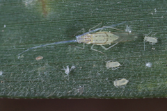 Takecallis arundinariae