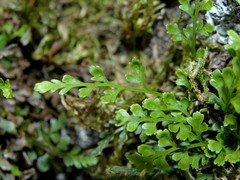 Asplenium costei