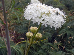 Trachymene composita composita