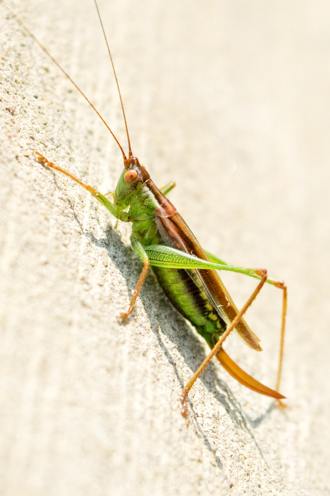 Keksa ayollar porno sikish