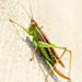 Lesser Pine Katydid - Photo (c) Stephanie Eakin, some rights reserved (CC BY-NC), uploaded by Stephanie Eakin