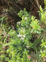 Veronica subfulvida