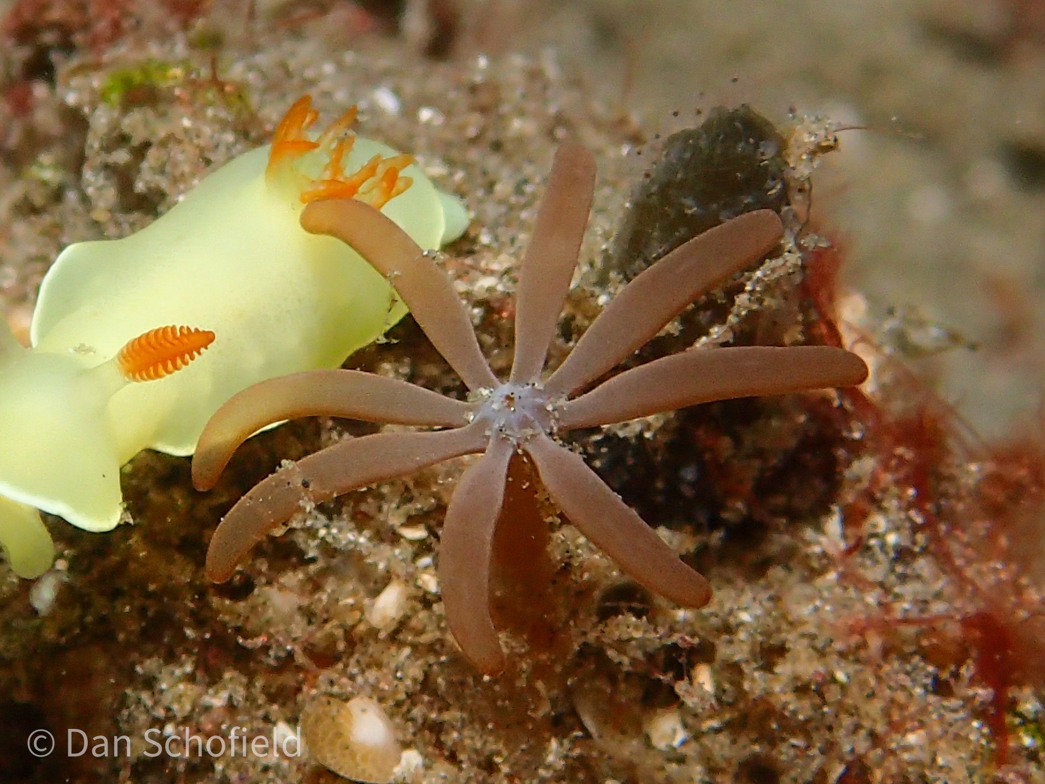 Acrossota amboinensis (Burchardt, 1902)