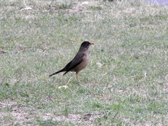 Turdus falcklandii