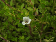 Bacopa monnieri