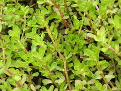 Bacopa monnieri